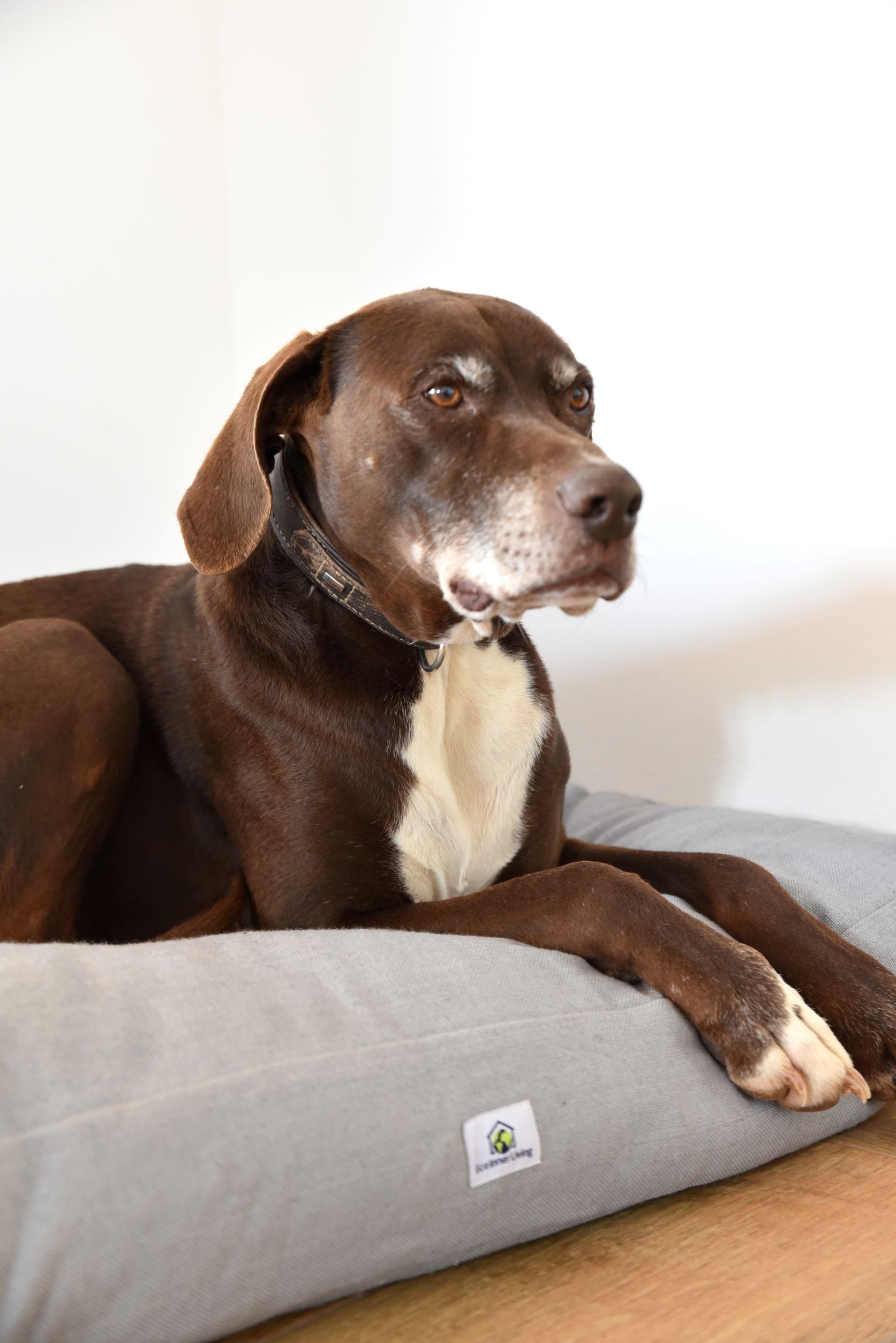 Hundebett-Mia M/L Dog Cushion 'Mia'