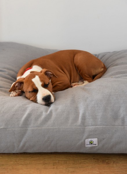 S/M Dog Cushion &#039;Boris&#039;